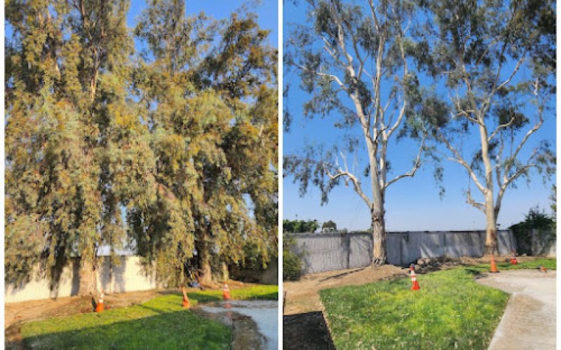 A.B.O Tree Service