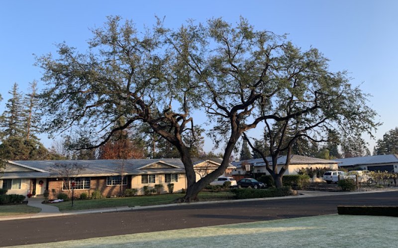 California Tree & Landscape