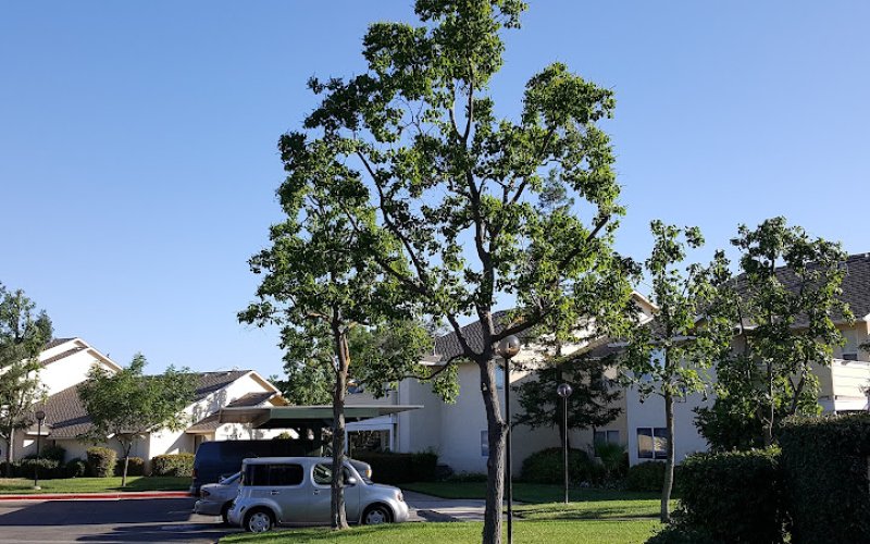 Crown Leaf Tree Services, Inc.