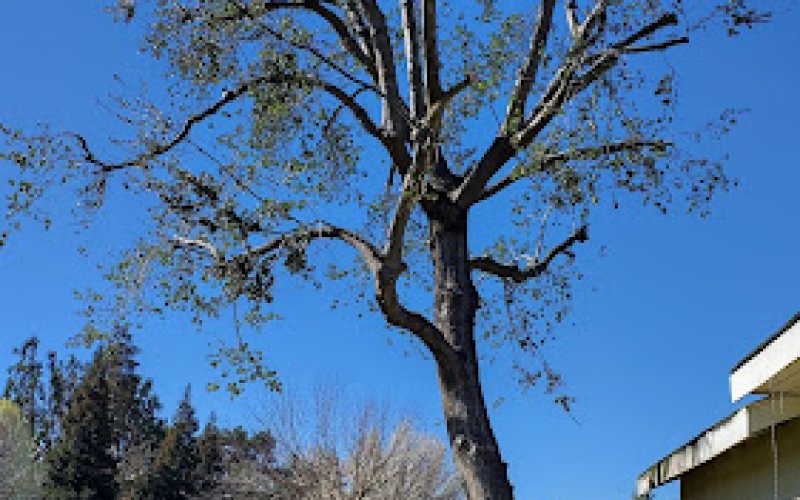 D Pro Tree Service