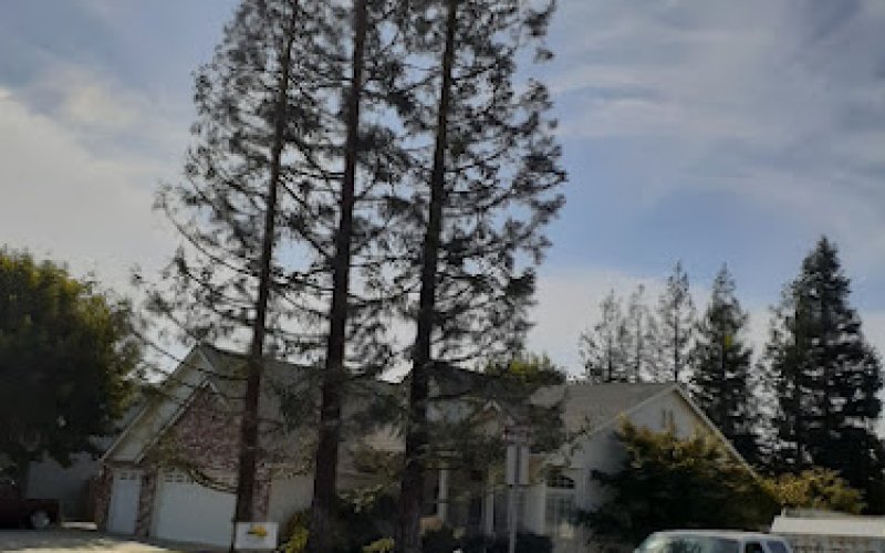 E & J Sanchez Tree Service