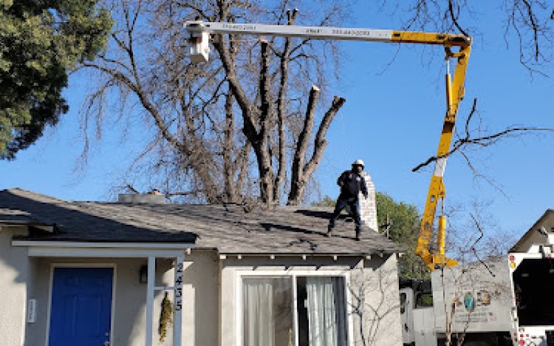 Gomez Tree Service .