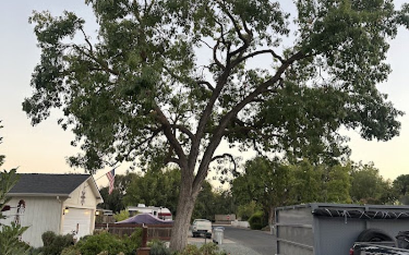 J/Rtreeservices