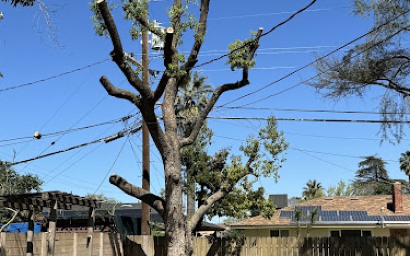 Tree Maniac Tree Service Inc.