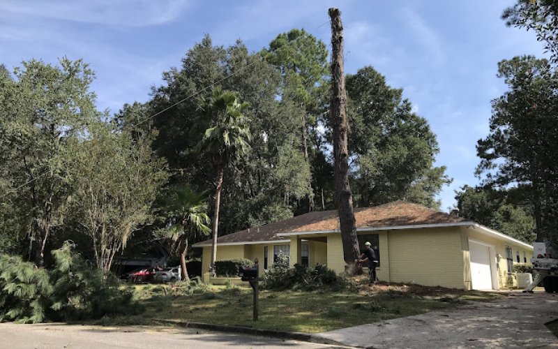 True Cut Tree Service, Inc.