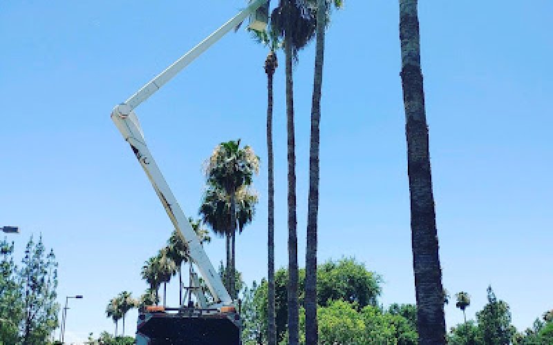 AZ Grown Tree Care