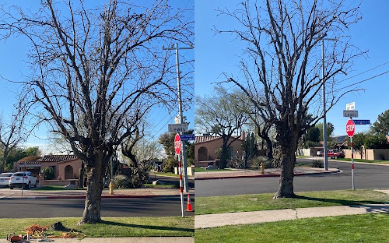 Arizona Tree Care and Services