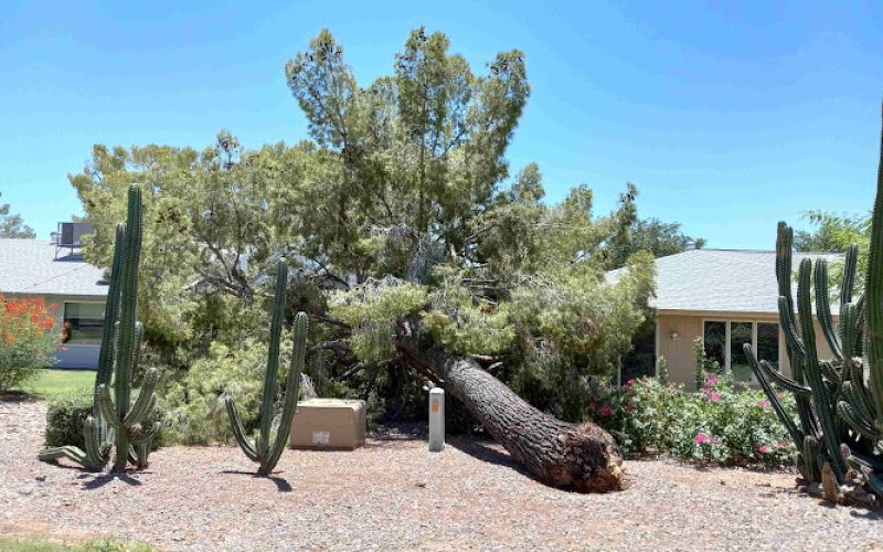 Arizona Tree Trimming & Removal Scottsdale