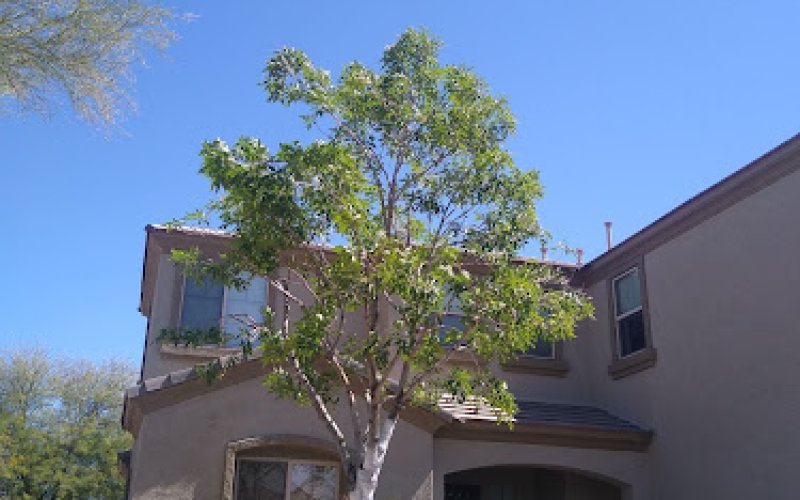 King David Tree Care