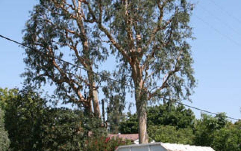 Cañada Tree Care