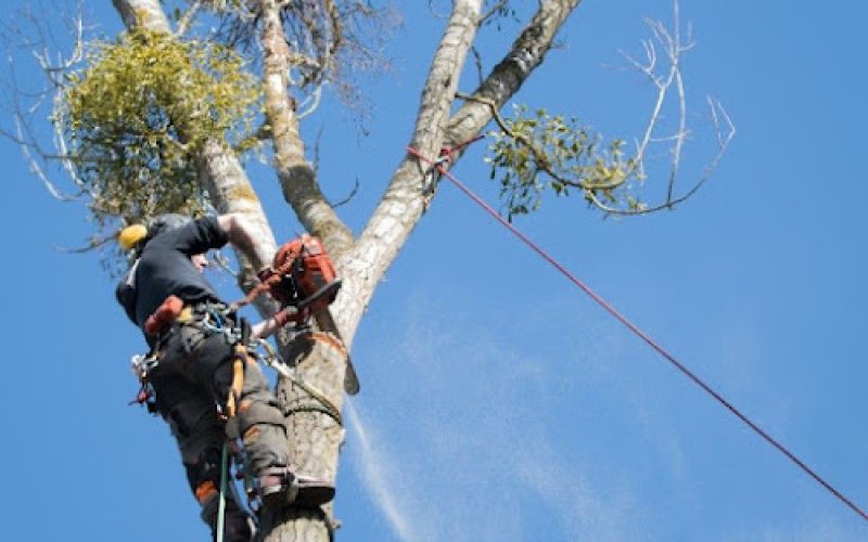 Glendale Tree Services