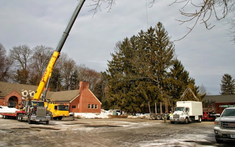 Accurate Tree Service — Tree service in Goffstown