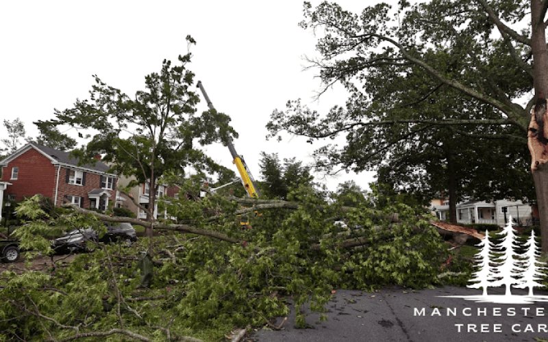 Manchester NH Tree Service & Removal — Tree service in Goffstown