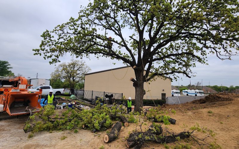 Hernandez tree care — Tree service in Grand Prairie