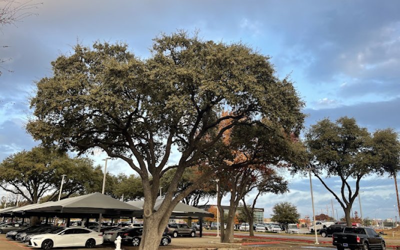 Paradise River Tree Services — Tree service in Grand Prairie