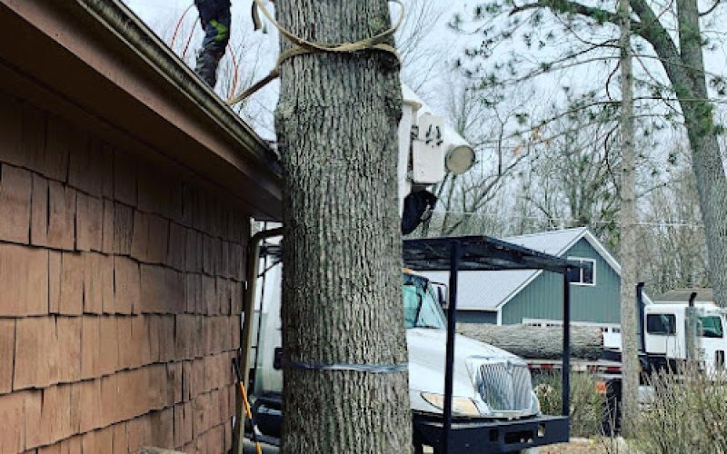 Great Lakes Tree Service, LLC — Tree service in Grand Rapids