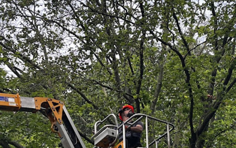 Splendor Tree Care — Tree service in Grand Rapids