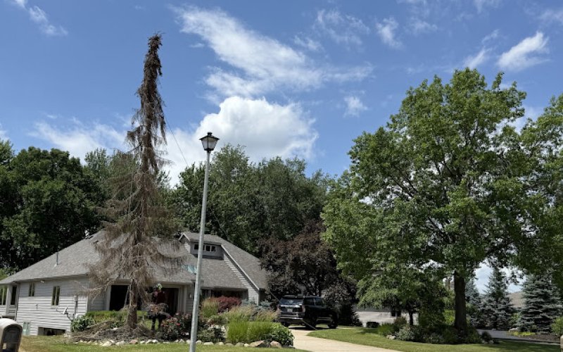West Roots Tree Service