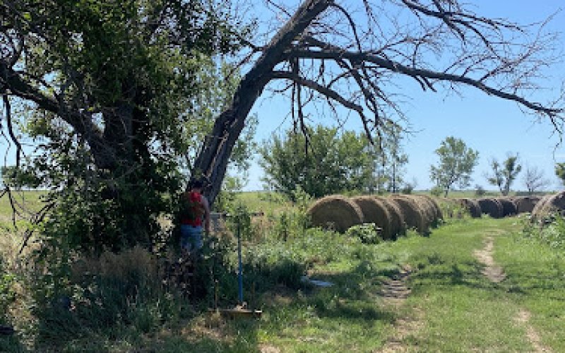 REDLine Tree Service