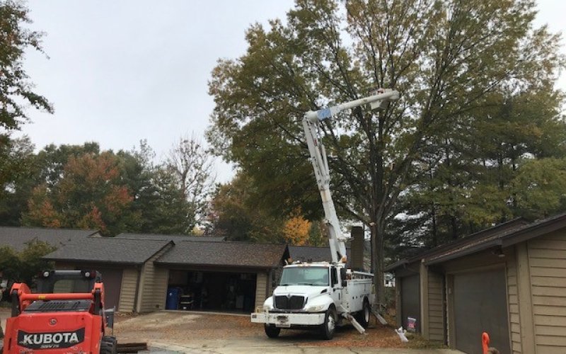 The City Arborist, LLC