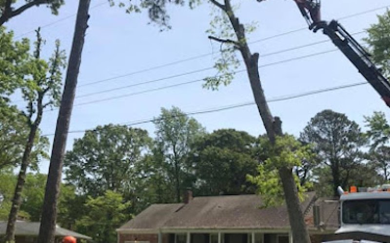 Bay Tree Care