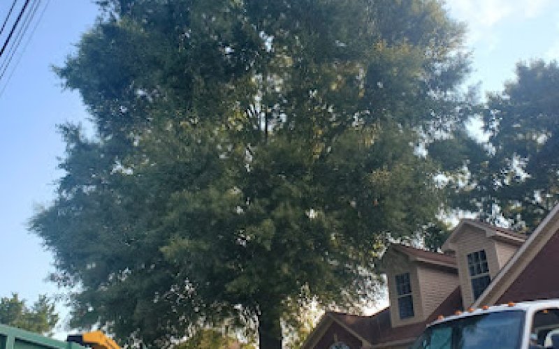 Mejicanos Tree Care