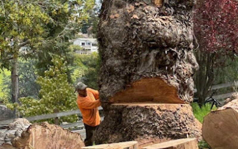 Moreno Tree Service