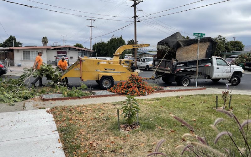 Saunders Tree Service Inc