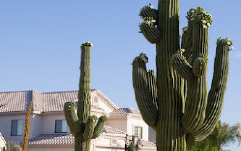 Henderson Tree Service