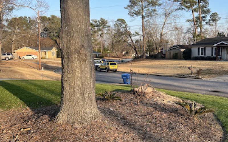 Matias tree service — Tree service in Hephzibah