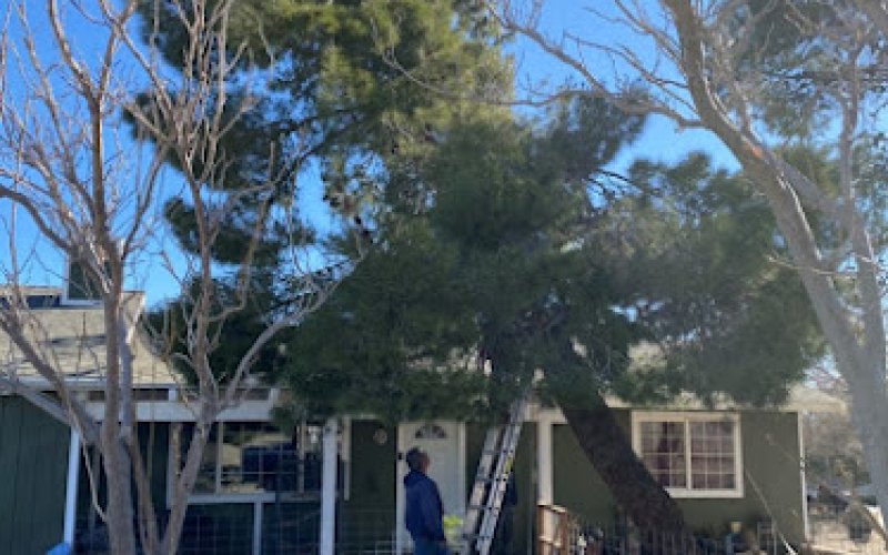 A-1 Tree Service