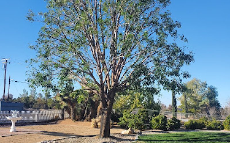 JS Tree Care