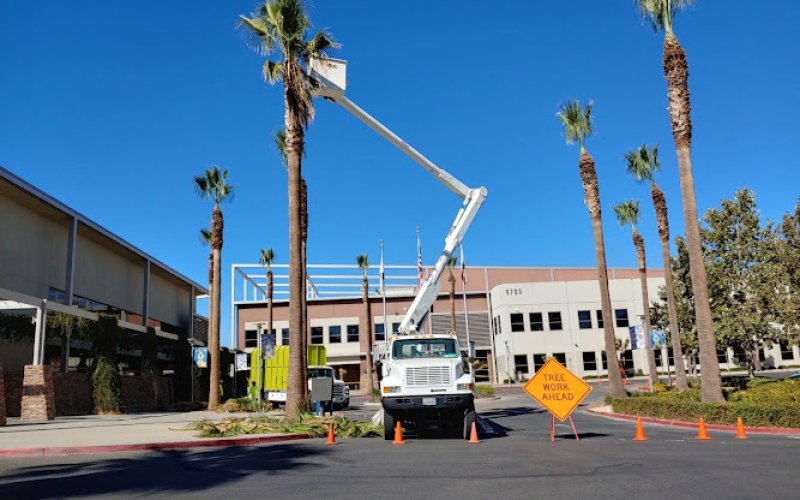 The Tree Pros