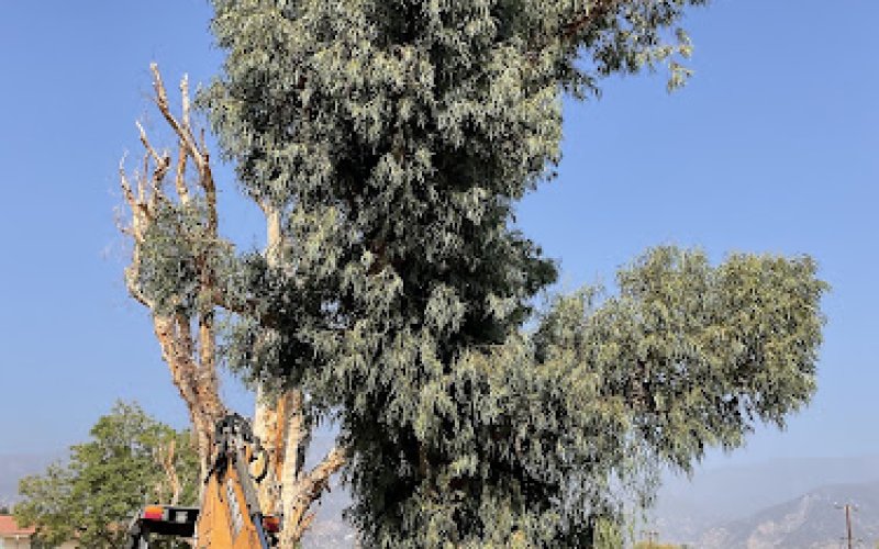 Top Of The Line Tree Care
