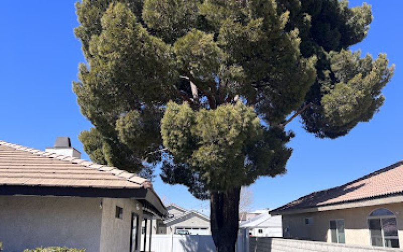 VIP TREE CARE LLC