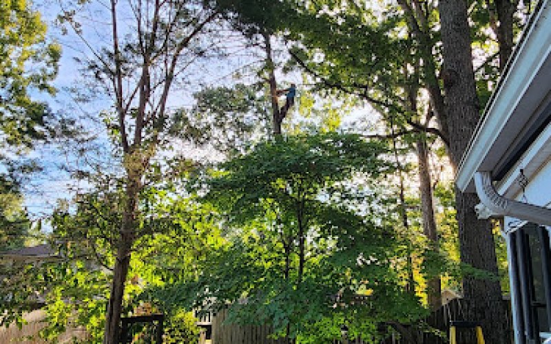 All Green Tree Care Removal and Landscape LLC