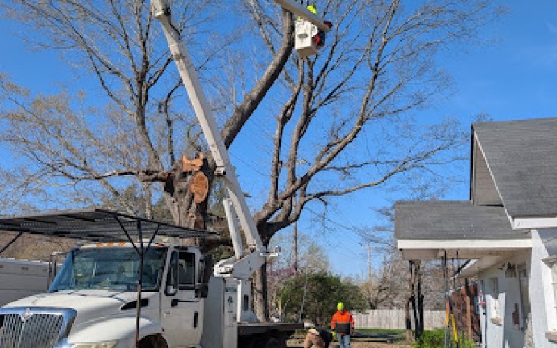 JD Mills Expert Tree Service | Tree Service in High Point, NC