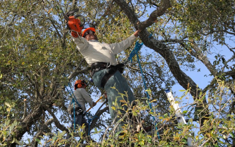 Lake Forest Tree Care