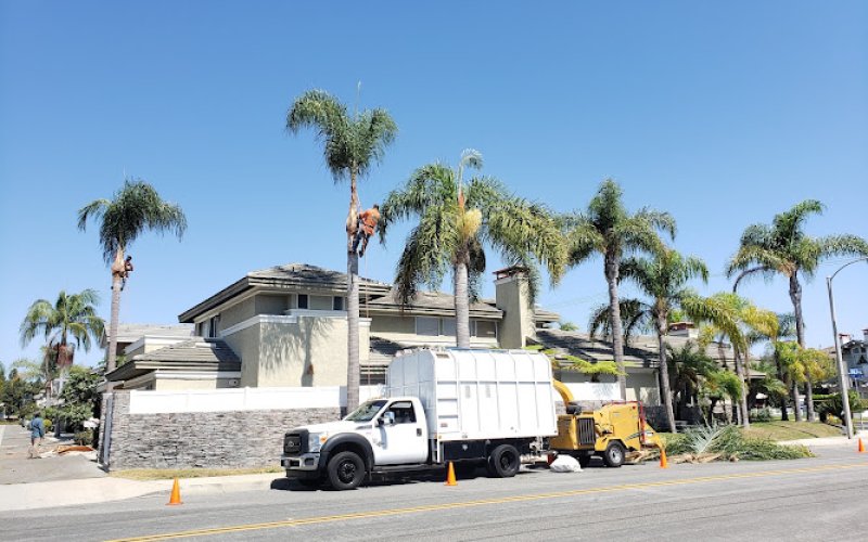 Orange County Tree Services
