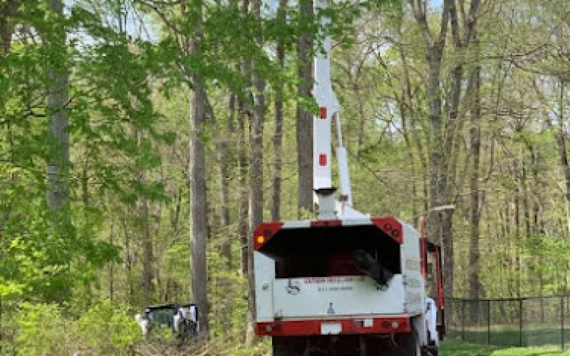 A1 Tree Service Jackson