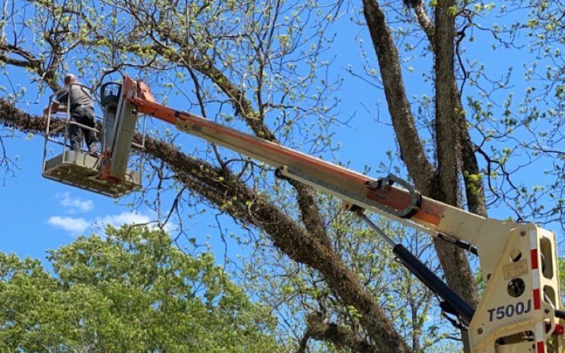 Rutledge Tree Service