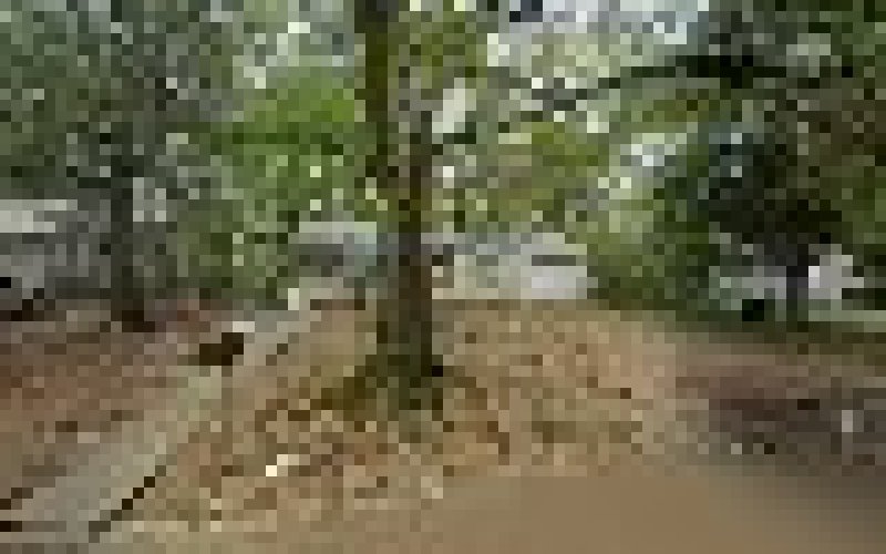 Tree Services Pros