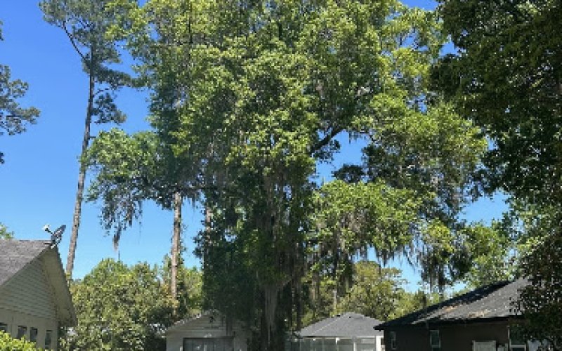 A&A Tree Care