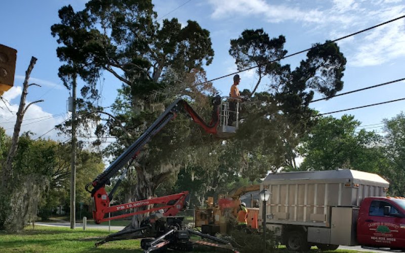 Above and Beyond Tree Service
