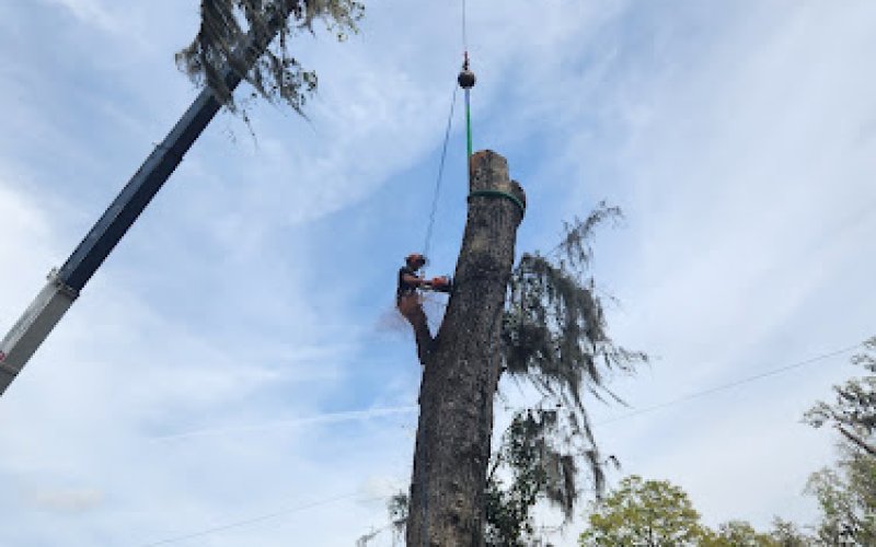 American Tree Solutions