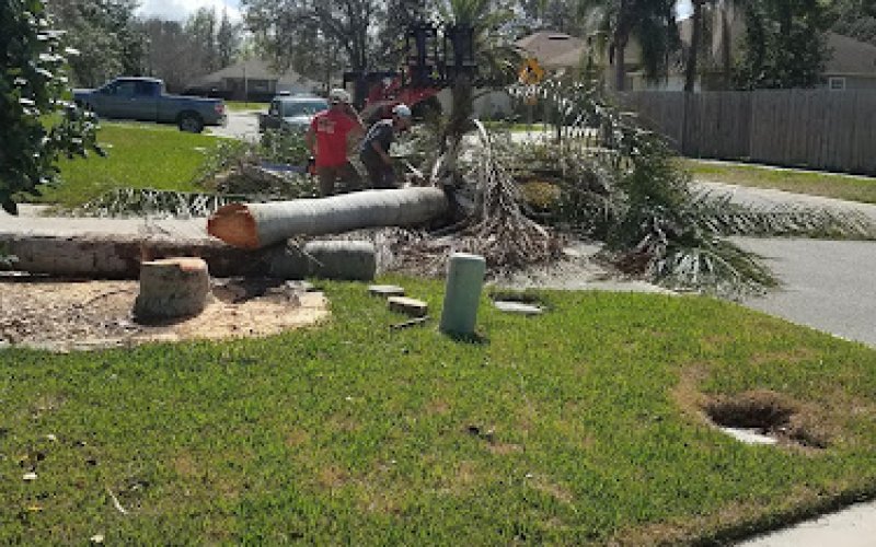 Custom Tree Surgeons
