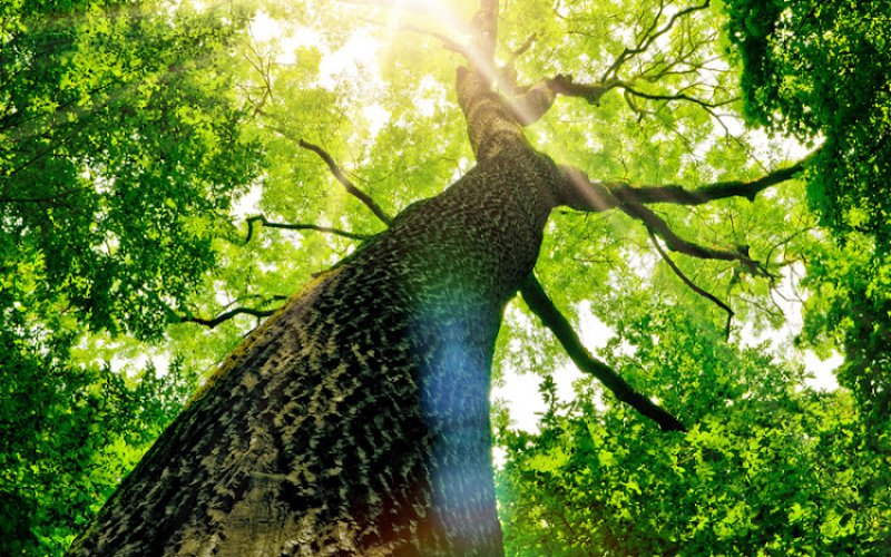 Reliable Tree Service