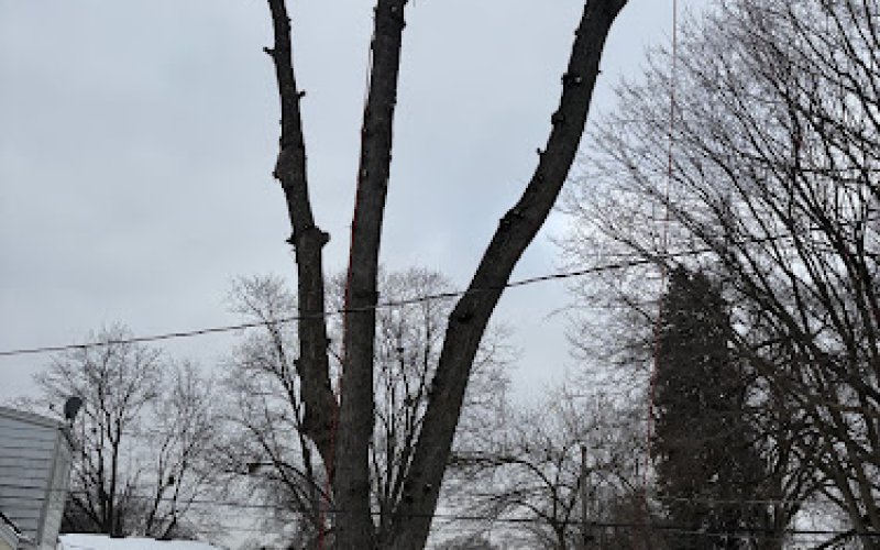 AcA Tree Service LLC