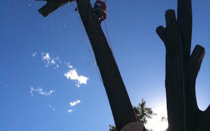 SAFETY Tree Service