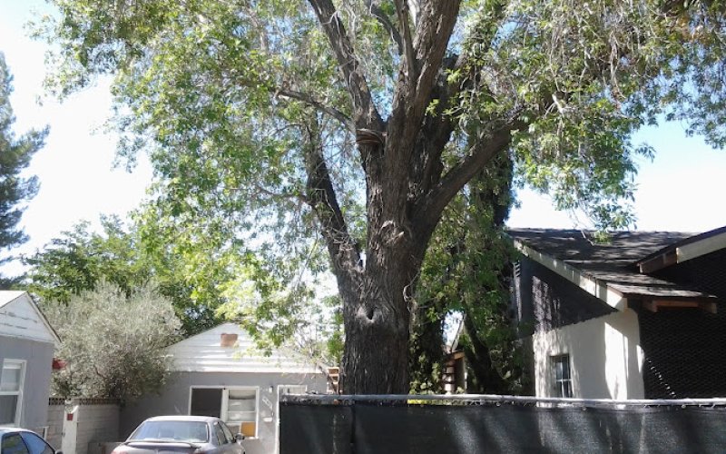Alpha Tree Service